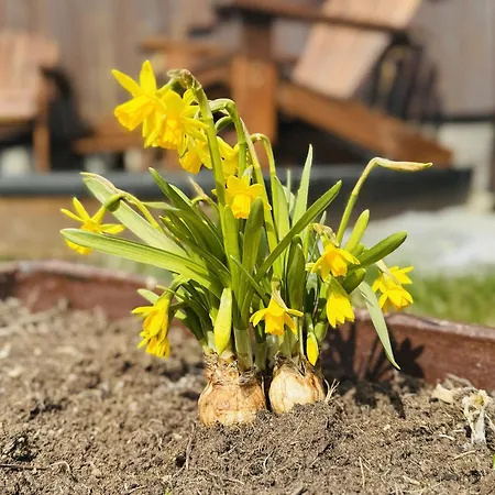 Yard - Cozy * يالو